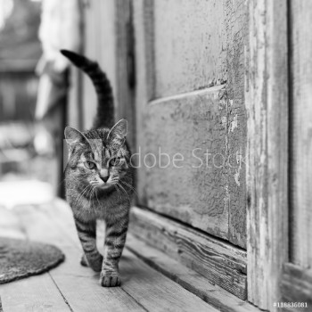 Bild på Cat on the porch of a village house black and white photo